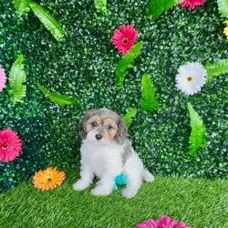 Female Cavapoo puppy named Twisted Tea for sale at Puppy Dreams - Denton.