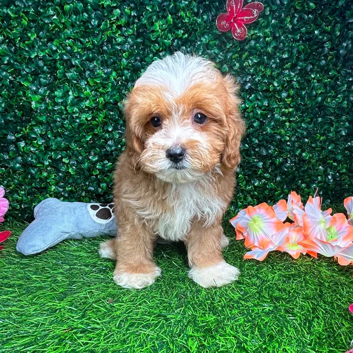 Male Cavapoo puppy named *Birch* for sale at Puppy Dreams - Mansfield.
