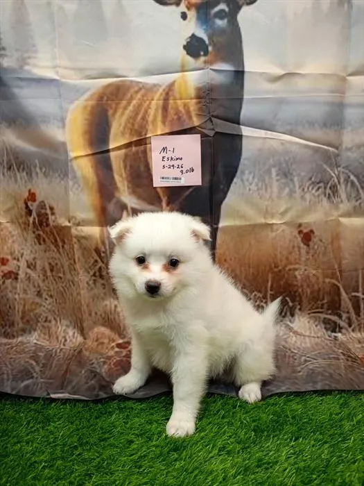 Male American Eskimo puppy for sale at Puppy Dreams - Denton.