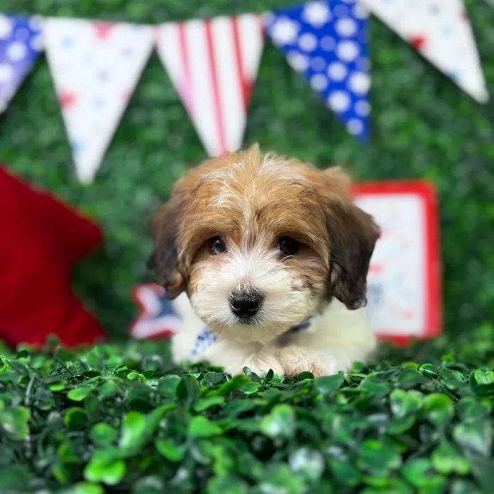 Male Yochon puppy named Jack for sale at Puppy Dreams - North Richland Hills.