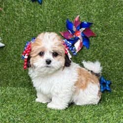 car_main_img_/media/ap_media/pets/BZCMQWYOUOXG127828.webp.250x250_q85.webp