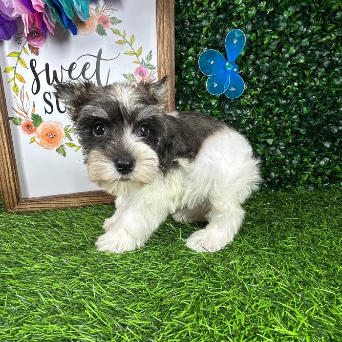 Male Mini Schnauzer puppy named *Max* for sale at Puppy Dreams - Mansfield.