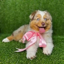 car_main_img_/media/ap_media/pets/BZKJVMYLLWRR113403.webp.250x250_q85.webp