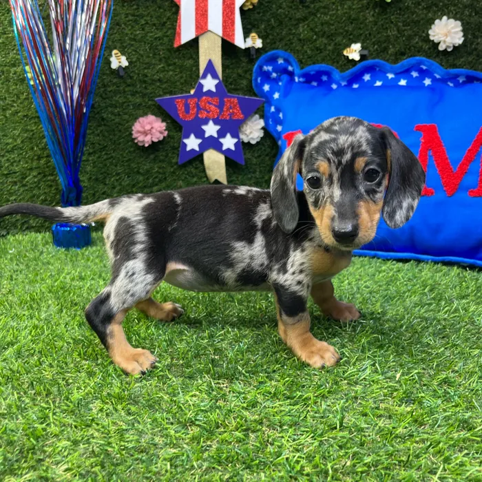 Female Dachshund puppy named Hermione for sale at Puppy Dreams - Carrollton.