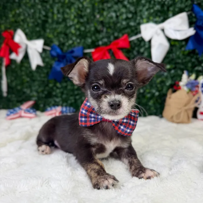 Male Maltese-Chihuahua puppy named Bean for sale at Puppy Dreams - Garland.