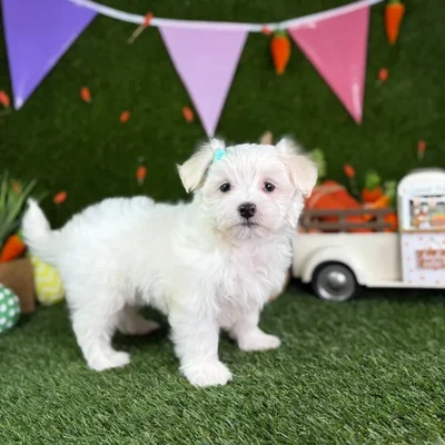 Female Maltese puppy named Tulip for sale at Puppy Dreams - North Richland Hills.