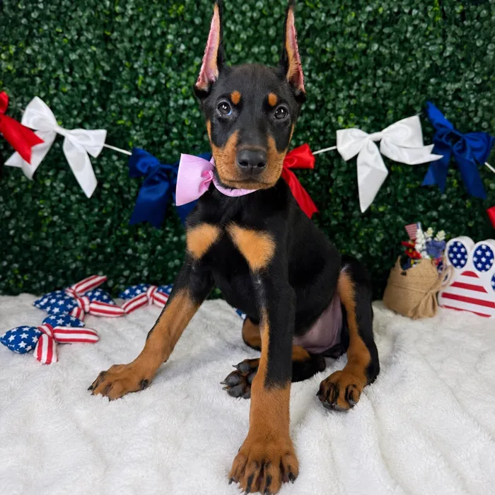 Female Doberman Pinscher puppy named Violet for sale at Puppy Dreams - Garland.