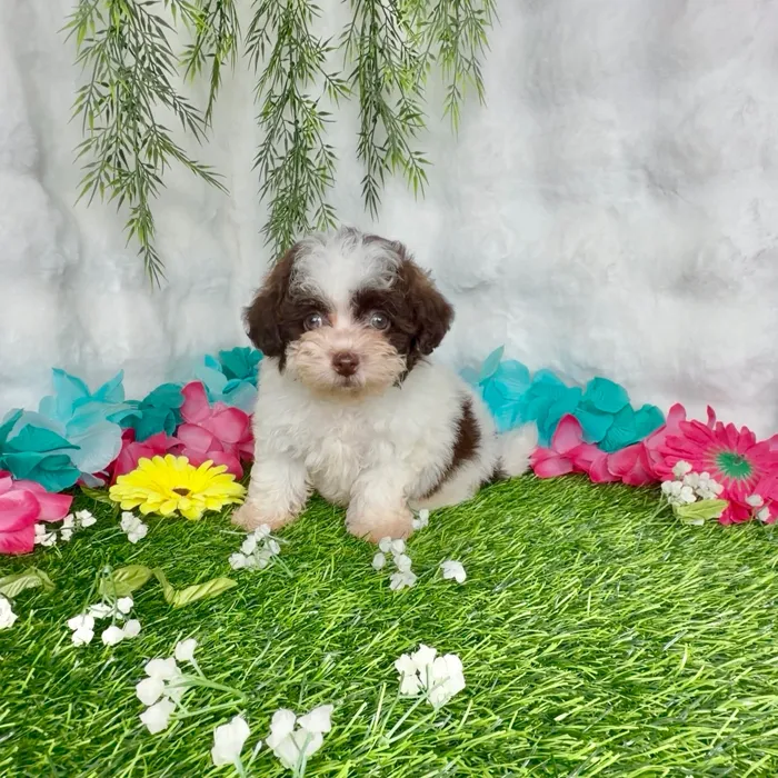 Male Shipoo puppy named Texas for sale at Puppy Dreams - Denton.