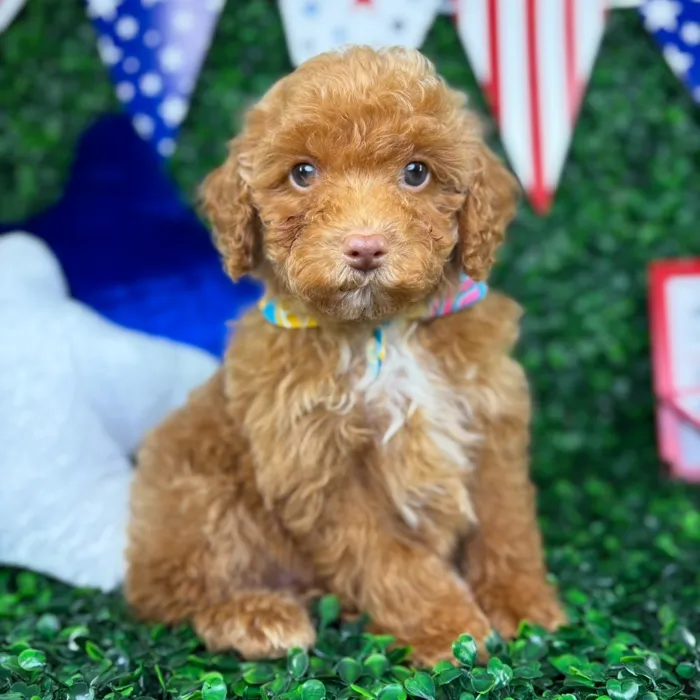 Male Mini Poodle puppy named Jasper for sale at Puppy Dreams - North Richland Hills.