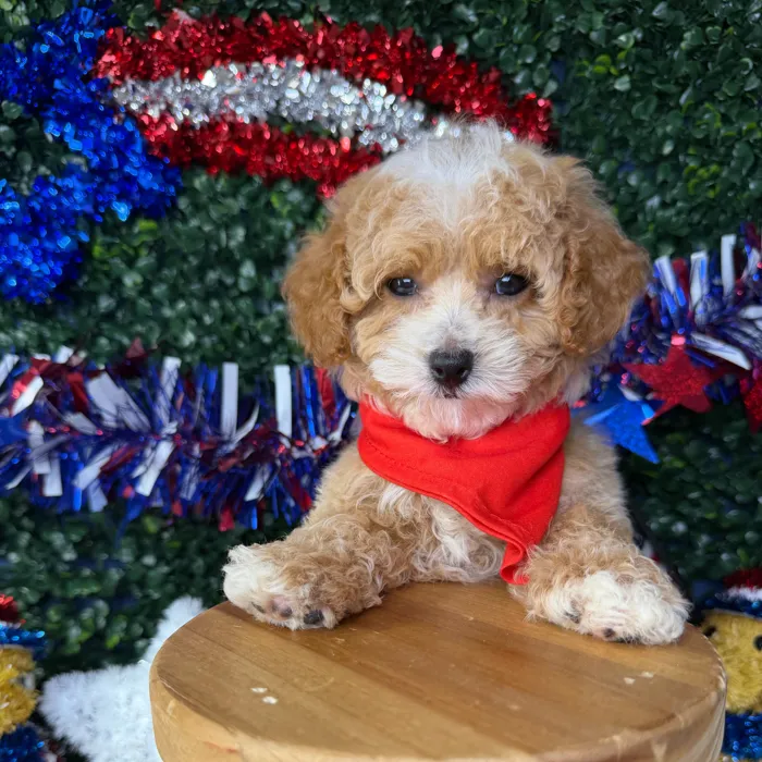 Male Mini Poodle puppy named Milo for sale at Puppy Dreams - Garland.