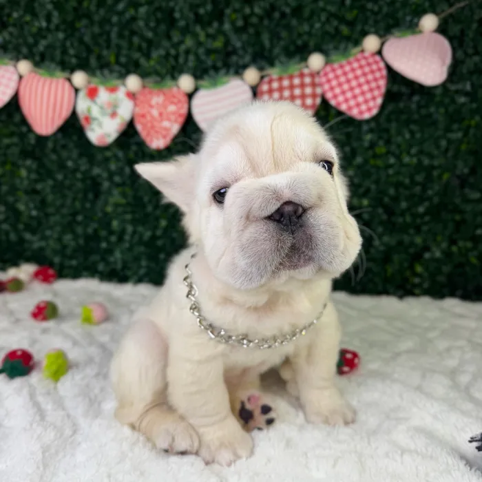 Male Fluffy French Bulldog puppy named Mr. Rabbit for sale at Puppy Dreams - Garland.