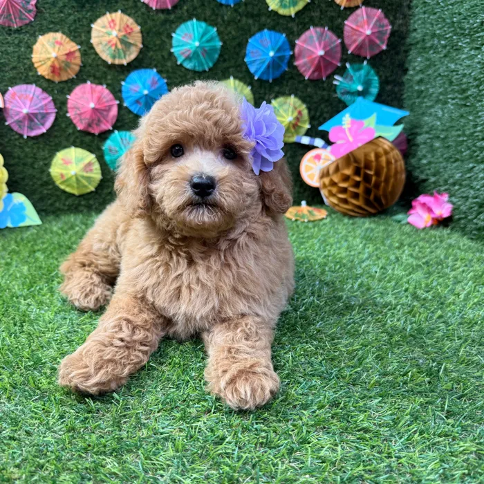 Female Mini Goldendoodle puppy named Sadie for sale at Puppy Dreams - Carrollton.
