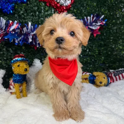 Male Yochon puppy named Max for sale at Puppy Dreams - Garland.