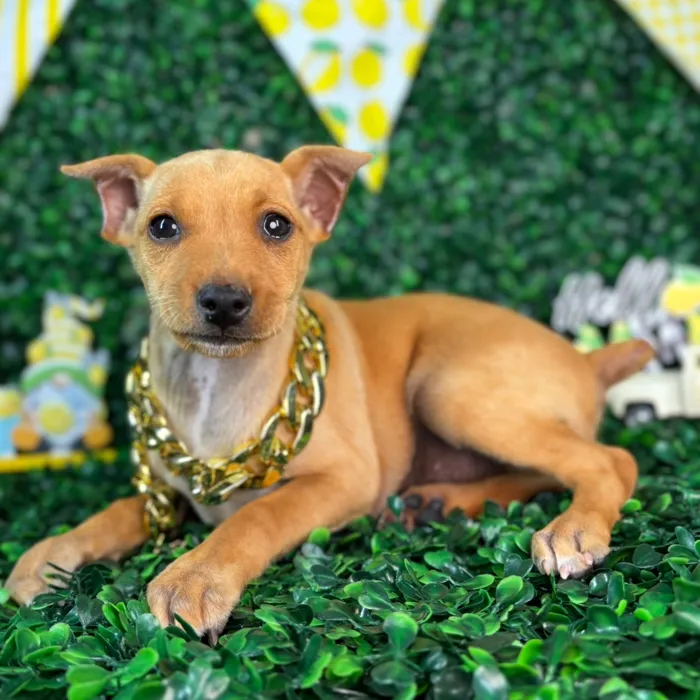 Male Min Pin puppy named King for sale at Puppy Dreams - North Richland Hills.