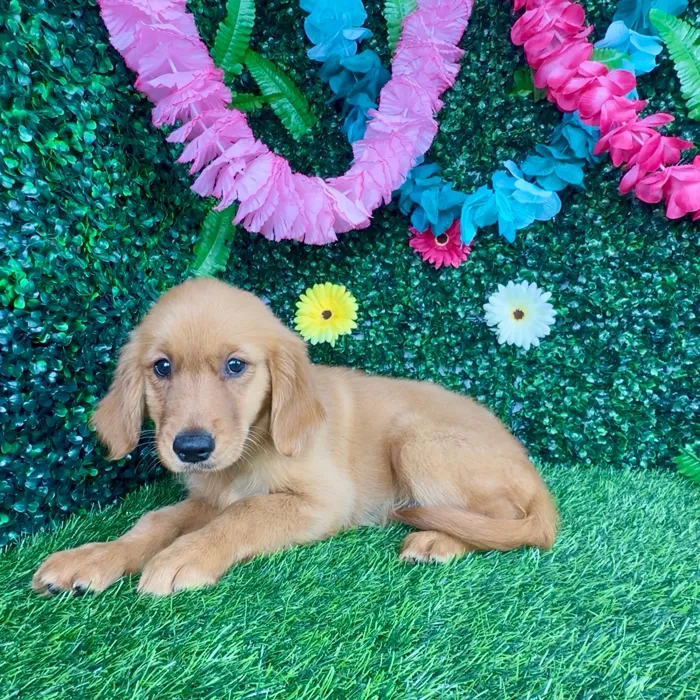Female Golden Retriever puppy named Spicy Deluxe for sale at Puppy Dreams - Denton.