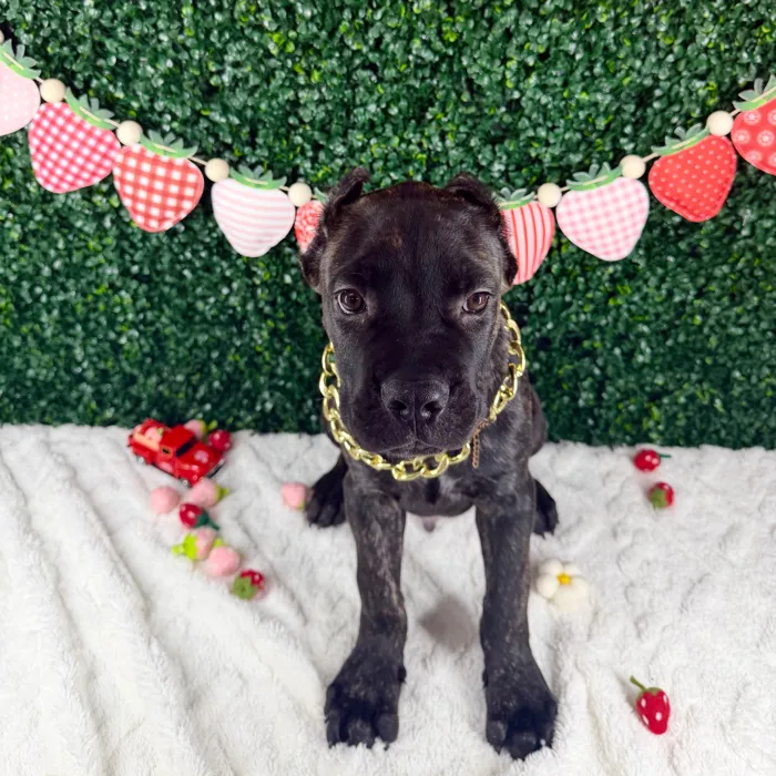 Male Cane Corso puppy named Diesel for sale at Puppy Dreams - Garland.