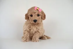 car_main_img_/media/ap_media/pets/CEVCMNQXCKND125806.webp.250x250_q85.webp