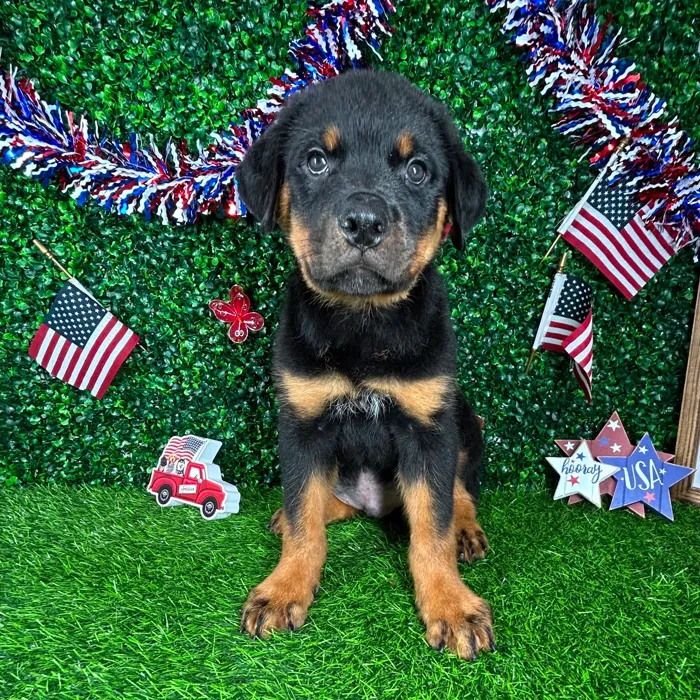 Male Rottweiler puppy named *Snickers* for sale at Puppy Dreams - Mansfield.