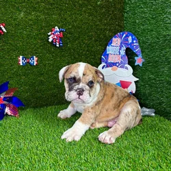 car_main_img_/media/ap_media/pets/CFUYYGKZDSXT129765.webp.250x250_q85.webp