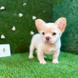 car_main_img_/media/ap_media/pets/CGTTMGIZZOLG125699.webp.250x250_q85.webp