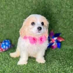 car_main_img_/media/ap_media/pets/CGWTCFAKGXPY130279.webp.250x250_q85.webp
