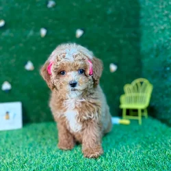 car_main_img_/media/ap_media/pets/CHANUOYFXXZI125462.webp.250x250_q85.webp