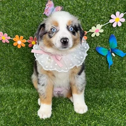 car_main_img_/media/ap_media/pets/CHFLPTXSQFTB123546.webp.250x250_q85.webp
