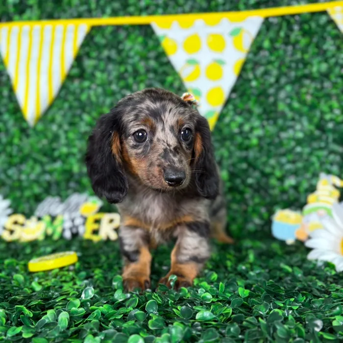 Female Dachshund puppy named Millie for sale at Puppy Dreams - North Richland Hills.