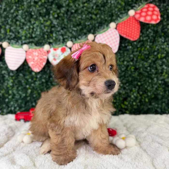 Female Yochon puppy named Mocha for sale at Puppy Dreams - Garland.