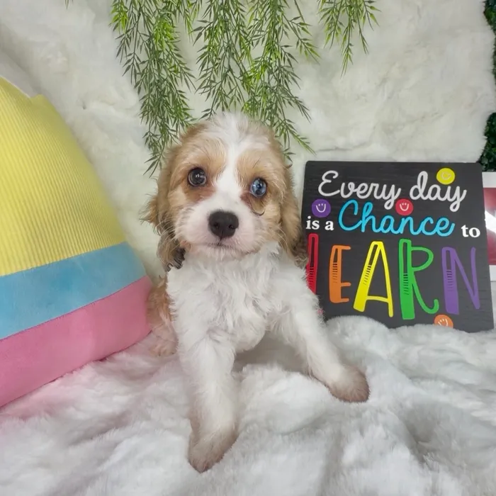Female Cavachon puppy named Penn for sale at Puppy Dreams - Denton.