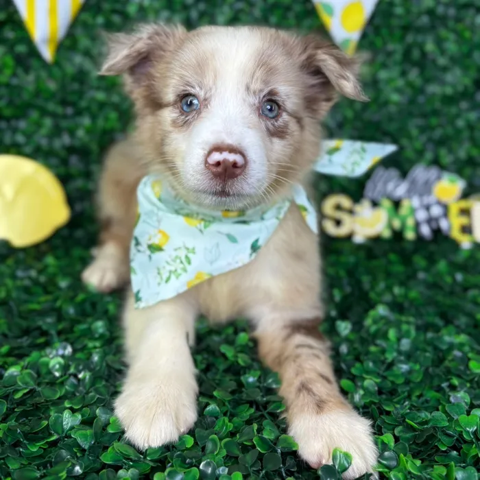 Female Mini Aussie puppy named Pearl for sale at Puppy Dreams - North Richland Hills.