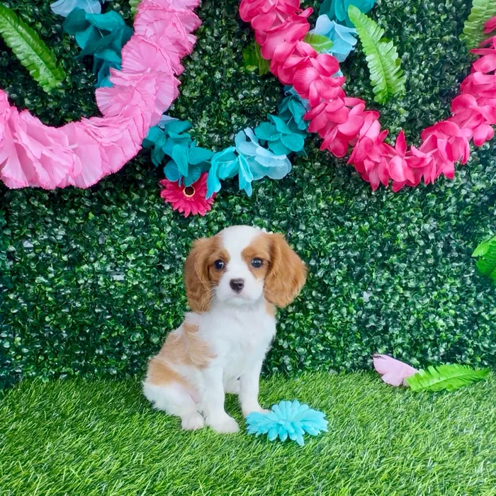 Female Cavalier King Charles Spaniel puppy named Angelica for sale at Puppy Dreams - Denton.