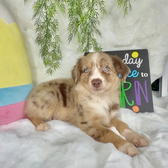 Male Australian Shepherd puppy named Raider for sale at Puppy Dreams - Denton.