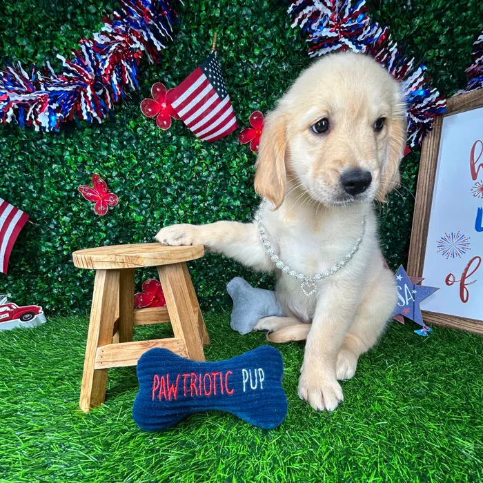 Female Golden Retriever puppy named *Honey* for sale at Puppy Dreams - Mansfield.