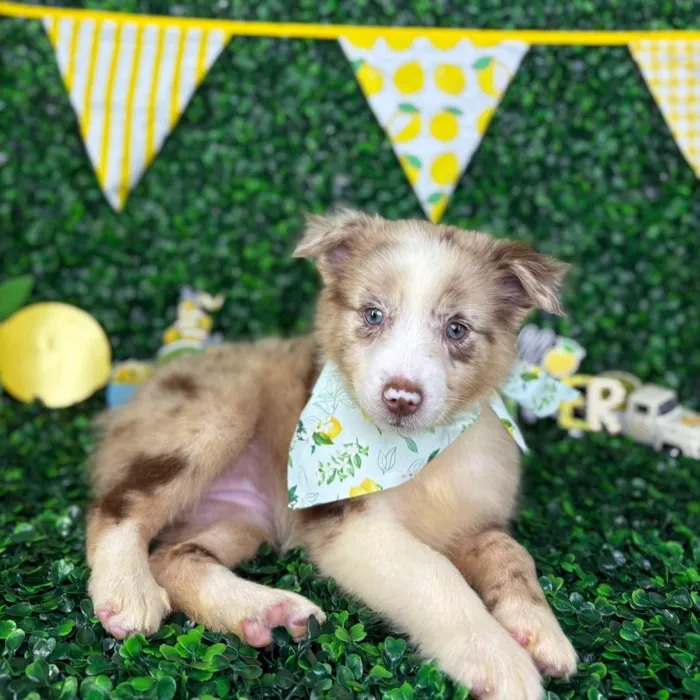 Female Mini Aussie puppy named Pearl for sale at Puppy Dreams - North Richland Hills.