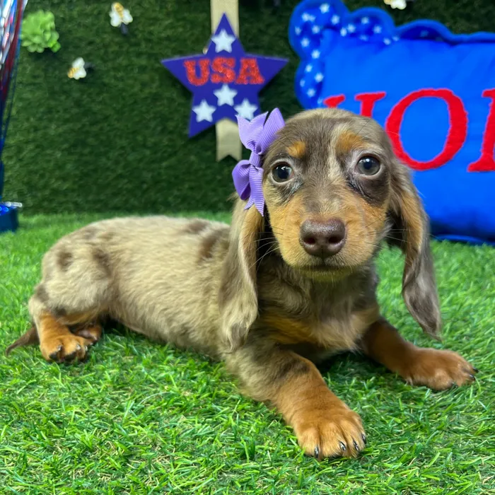 Female Dachshund puppy named Iris for sale at Puppy Dreams - Carrollton.