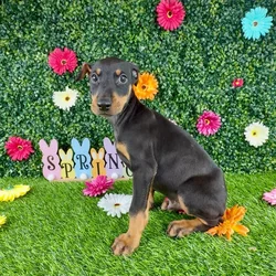 Male Doberman Pinscher puppy named Grasshopper for sale at Puppy Dreams - Denton.