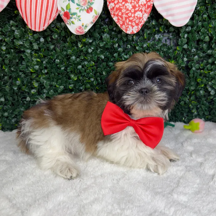 Male Teddy Bear puppy for sale at Puppy Dreams - Garland.