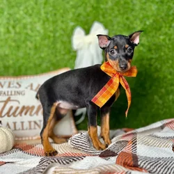 car_main_img_/media/ap_media/pets/CKRFPKLHVPSK136612.webp.250x250_q85.webp