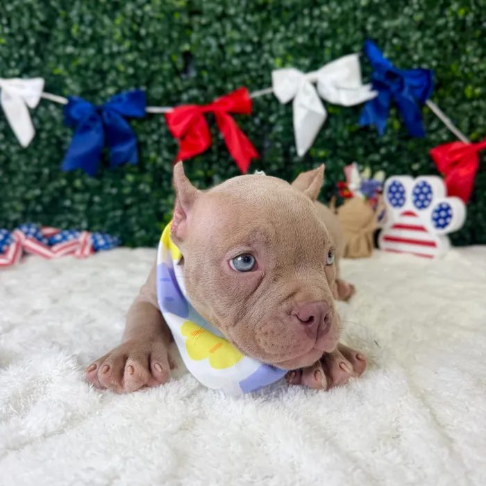 Female American Bully puppy named Rubi for sale at Puppy Dreams - Garland.
