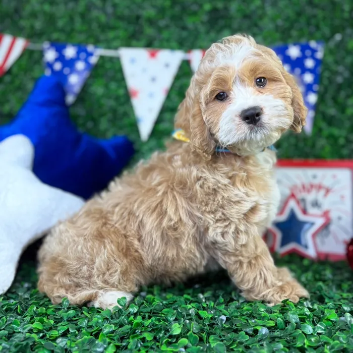 Male Cockapoo puppy named Bernie for sale at Puppy Dreams - North Richland Hills.