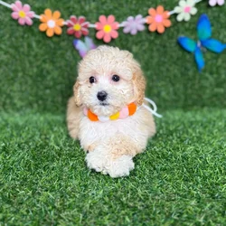 car_main_img_/media/ap_media/pets/CLXGJJSWMQJU123482.webp.250x250_q85.webp