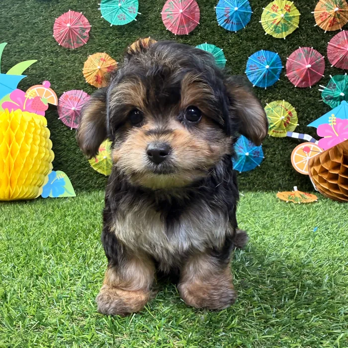 Male Yorkie-Poo puppy named Ollie for sale at Puppy Dreams - Carrollton.