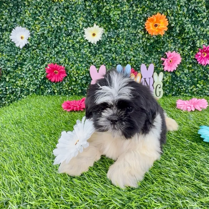 Male Shih Tzu puppy named Pansy for sale at Puppy Dreams - Denton.