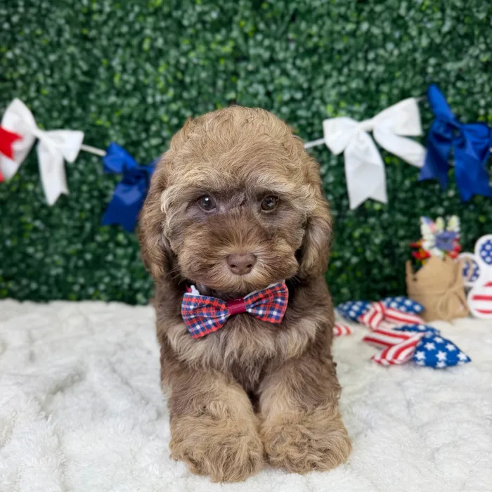 Male Cockapoo puppy named Murphy for sale at Puppy Dreams - Garland.