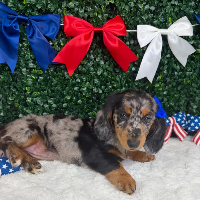 Female Dachshund puppy named Rosalie for sale at Puppy Dreams - Garland.