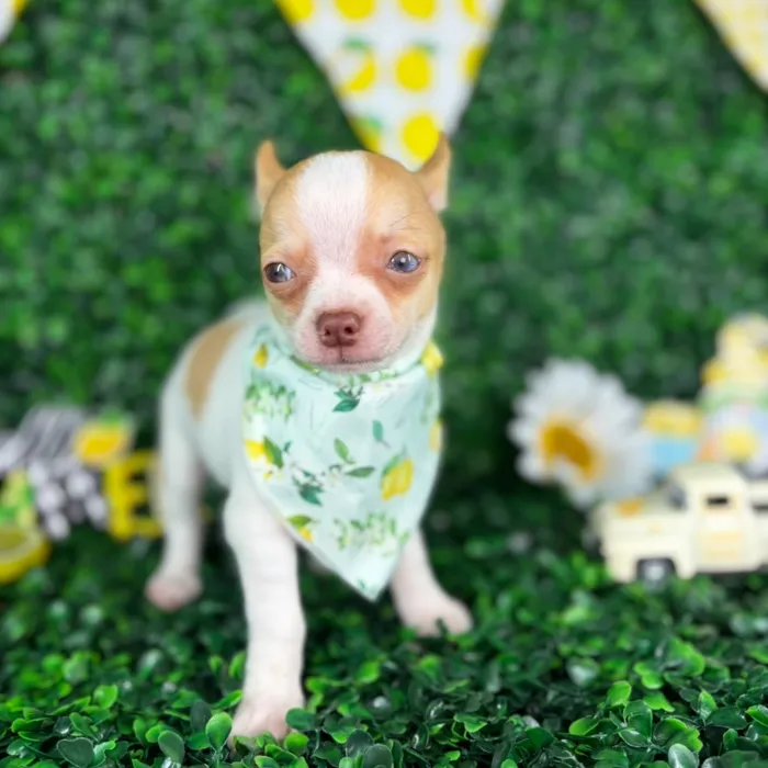 Male Chihuahua puppy named Louie for sale at Puppy Dreams - North Richland Hills.