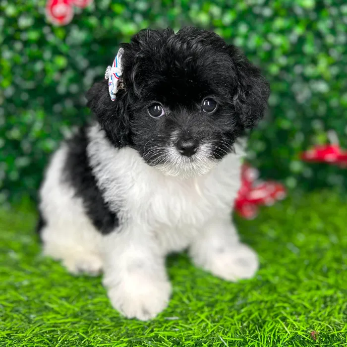 Female Pom-A-Poo puppy named *Cookies N Creme* for sale at Puppy Dreams - Mansfield.
