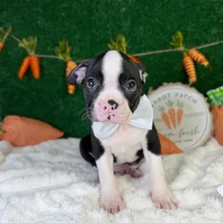 Male Boston Terrier puppy named Wiggles for sale at Puppy Dreams - Garland.