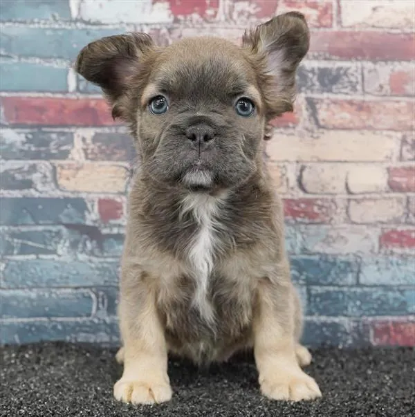 Female French Bulldog puppy for sale at Puppy Dreams - Arlington.